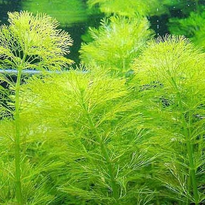 14 Green Cabomba Plants Live, Aquarium Plants Live, 4 to 6 Inc Tall Aquarium Pond Plant, Live Cambomba Plant Growing