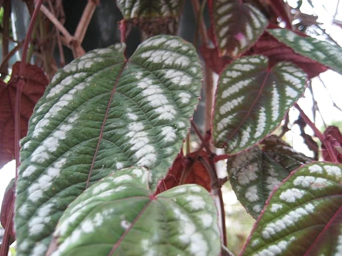 Rex Begonia Vine - 3 Live Starter Plants in 2 Inch Pots - Cissus Discolor - Extremely Rare and Beautiful Vining Indoor Houseplant - Air Purifying