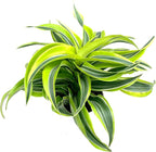 Dracaena Lemon Surprise Air Purifying House Plant