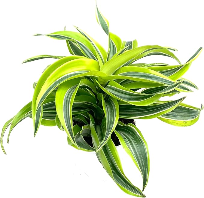 Dracaena Lemon Surprise Air Purifying House Plant