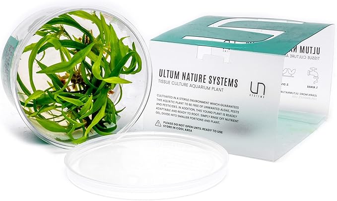Ultum Nature Systems Echinodorus Magdalenensis Sword Tissue Culture Live Plant for Aquarium, Freshwater Fish Tank, Aquascaping - 100% Snail Free in Vitro