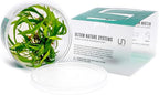 Ultum Nature Systems Echinodorus Magdalenensis Sword Tissue Culture Live Plant for Aquarium, Freshwater Fish Tank, Aquascaping - 100% Snail Free in Vitro