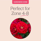 Heirloom Climbing Roses, Live Own Root Plant for Outdoor Garden, Cherry Frost™, Lightly Fragrant, Hardiness Zones 4-8, Repeat Blooming