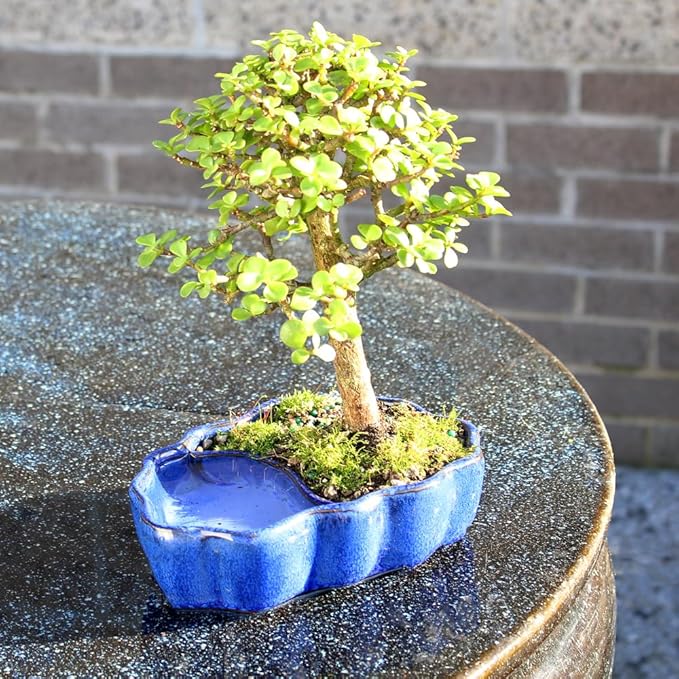 Brussel's Bonsai - Live Dwarf Jade Bonsai Tree in a Zen Ceramic Bonsai Pot, Indoor Succulent Houseplant, 3 Years Old, 5-8 Inches Tall, Easy Care Plant for Home or Office (Small, Green)