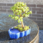 Brussel's Bonsai - Live Dwarf Jade Bonsai Tree in a Zen Ceramic Bonsai Pot, Indoor Succulent Houseplant, 3 Years Old, 5-8 Inches Tall, Easy Care Plant for Home or Office (Small, Green)