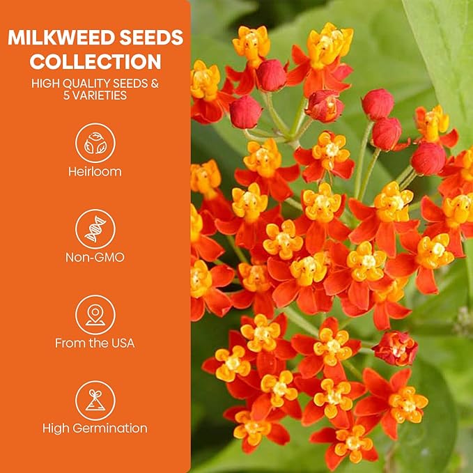 Groundio Milkweed Seeds for Planting, Attract Monarch Butterflies & Pollinators, 5 Individual Packs Flower Seeds -Tropical, Butterfly, Common, Showy, Pink Swamp, Non-GMO Perennial Wildflower Seeds