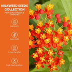 Groundio Milkweed Seeds for Planting, Attract Monarch Butterflies & Pollinators, 5 Individual Packs Flower Seeds -Tropical, Butterfly, Common, Showy, Pink Swamp, Non-GMO Perennial Wildflower Seeds