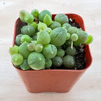 Sprout N Green Green Succulents Collection, 3 Live Succulent Plant Fully Rooted in 2 inch Starter Pot, Home Office Indoor Outdoor Wedding Decoration DIY Projects Party Favor