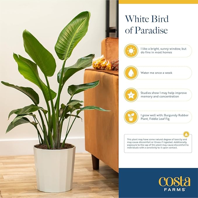 Costa Farms White Bird of Paradise & Money Tree Live Plants in Decorative Pots, Large Indoor Houseplants, Home, Room, or Office Decor, House Warming or Birthday Gift, 3-4 Feet, Pack of 2