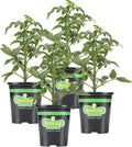 Bonnie Plants Tomato Sampler (4-Pack), Live Plants, Four Ideal Starter Varieties, Excellent Flavor & Productivity