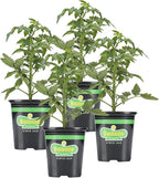 Bonnie Plants Tomato Sampler (4-Pack), Live Plants, Four Ideal Starter Varieties, Excellent Flavor & Productivity
