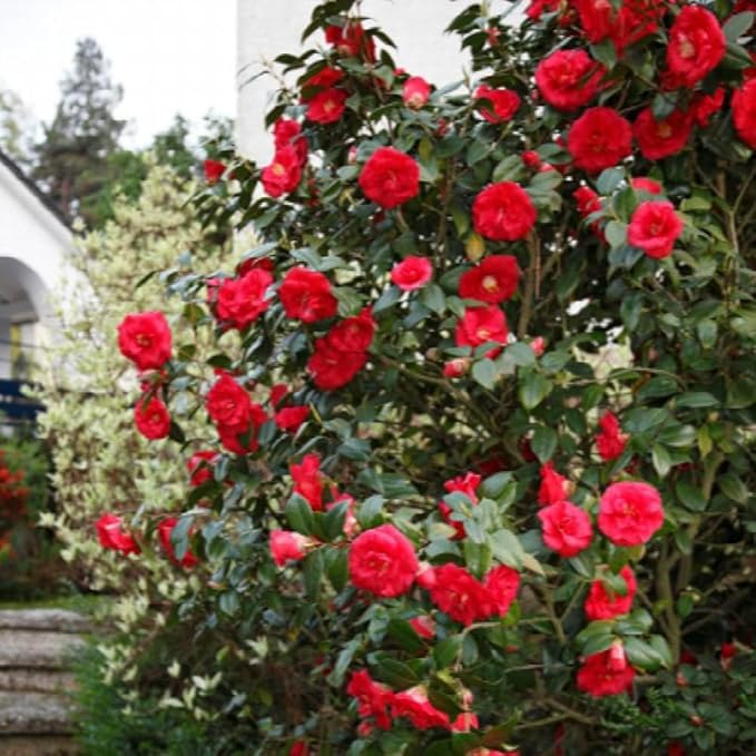Blooming & Beautiful - April Tryst Camellia - 3 Gal - Evergreen Shrub - Fragrant Red Showy Blooms - Green Foliage - Zones 6-9 - Camellia Japonica ‘April Tryst’ - 3 Gallon Pot