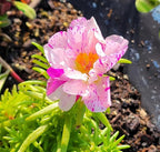 200+ Mix Moss Rose Seeds Portulaca Grandiflora Vietnam Rose Colorful Flowers Seeds Heirloom Succulent Ground Cover Flower