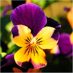 Seed Needs Edible Wildflower Seed Packet Collection (7 Varieties of Flower Seed for Planting) Non-GMO Heirloom & Untreated - Includes Viola, Pansies, Chives, Borage, Calendula, Nasturtium & Bee Balm
