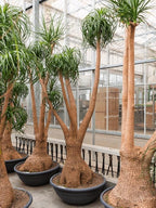 Seeds Nolina Ponytail Palm/Elephant Foot Tree/Indoor/Perennial Tree