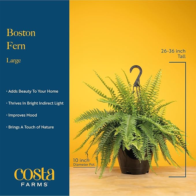Costa Farms Boston Fern (2-Pack) Live Indoor Plants, 2-3 ft Tall - Low Light Air Purifying Houseplants - Real Hanging Ferns in 10-Inch Grower Pots - Lush Greenery for Office, Patio, or Home Decor Gift