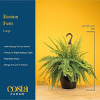Costa Farms Boston Fern (2-Pack) Live Indoor Plants, 2-3 ft Tall - Low Light Air Purifying Houseplants - Real Hanging Ferns in 10-Inch Grower Pots - Lush Greenery for Office, Patio, or Home Decor Gift