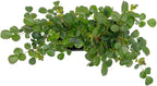 2 Pink Carpet Rose in 3.5” Nursery Cubes (Rosa ‘Flower Cover Pink’) | Low-Growing Groundcover Rose Shrub for Borders, Containers, and Mass Plantings | Ready-to-Plant Live Starter Plants