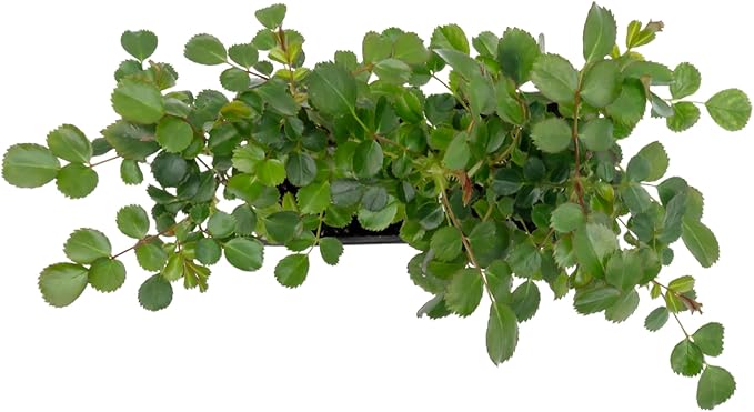 2 Pink Carpet Rose in 3.5” Nursery Cubes (Rosa ‘Flower Cover Pink’) | Low-Growing Groundcover Rose Shrub for Borders, Containers, and Mass Plantings | Ready-to-Plant Live Starter Plants