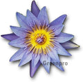 Live Aquatic Plant Nymphaea Sea Blue Ocean Tropical Water Lilies Tuber for Aquarium Freshwater Fish Pond by Greenpro