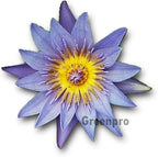 Live Aquatic Plant Nymphaea Sea Blue Ocean Tropical Water Lilies Tuber for Aquarium Freshwater Fish Pond by Greenpro
