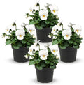 Live Healthy Flowering Pansies - White Blotch (4 Plants Per Pack), Beautiful Winter Color, 6" Tall by 4" Wide in 1 Pint Square Pot