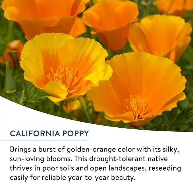 Burpee American Wild Wildflower Seeds | 25,000 Bulk Seeds, Multi, 1 Bag | 13 Varieties of Non-GMO Flower Seeds | Covers 1,000 Sq. Ft. | Grown in the USA
