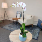 Large Novelty Live Orchids Blooming in 5" Blue & White Orchid Pot, Pet Friendly Live Plant Gifts for Plant Lovers, Approx. 22"+ Tall, Real Houseplants, Phalaenopsis Moth Flowers by Plants for Pets