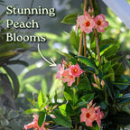 Giant Peach Mandevilla Vine – 1 Gallon, 16” to 20” Tall – Climbing Tropical Flowering Plant – Large Peach Blooms – Perfect for Trellis, Arbors & Containers – Thrives in Full Sun