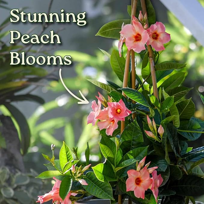 Giant Peach Mandevilla Vine – 1 Gallon, 16” to 20” Tall – Climbing Tropical Flowering Plant – Large Peach Blooms – Perfect for Trellis, Arbors & Containers – Thrives in Full Sun