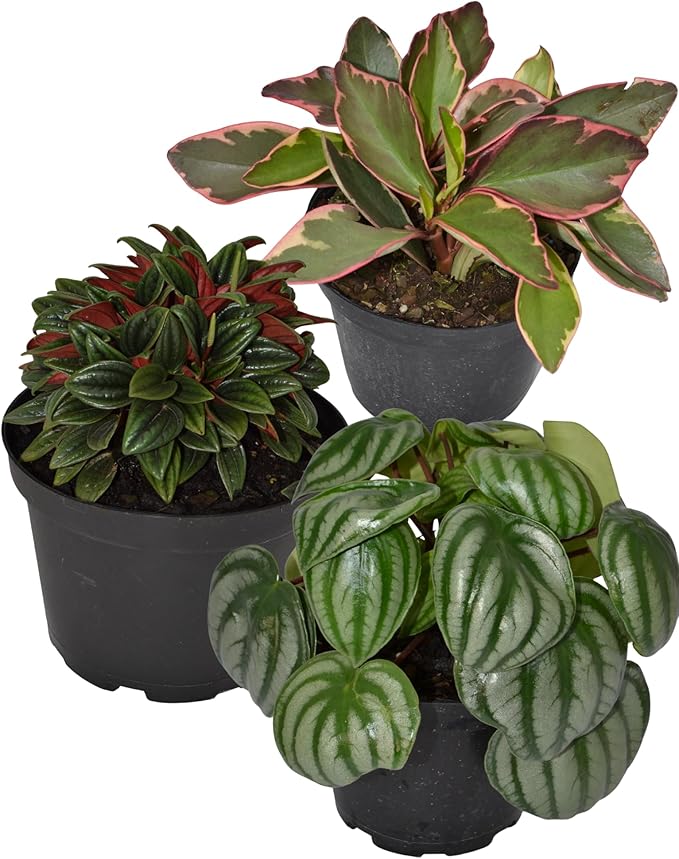 Live 6 Inch Peperomia Growers Choice 3-Pack in Nursery Grower Pot | Easy-Care Indoor Houseplant for Home and Office Decor | Air-Purifying Plant Gift