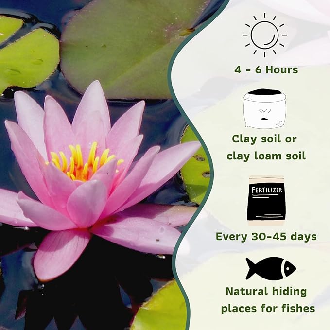 Mainam Mix Colorful Tropical Water Lily Tuber Live Aquarium Plant for Freshwater Fish Pond Balcony Buy 2 GET Fertilizer Free (Pink Nymphaea Ploi Dang)