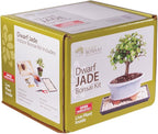 Brussel's Bonsai - Live Dwarf Jade Bonsai Tree Starter Kit with Ceramic Bonsai Pot & Bonsai Soil, Indoor Bonsai Plant Kit, Easy Care Houseplant for Beginners (Green)