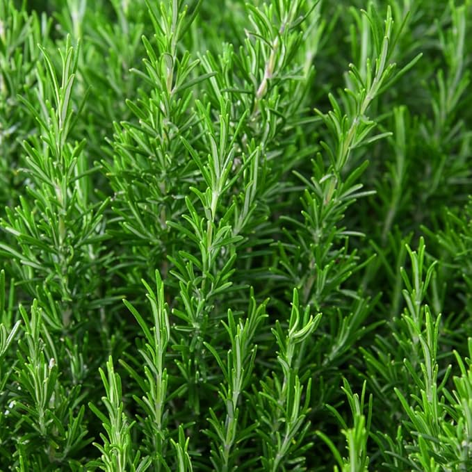 02 Rosemary Plants Live, 4 to 7 Inc Tall, Live Rosemary Plants Indoor Gardening Outdoor, Rosemary Live Plant
