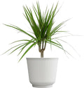 Live Dracaena Marginata, Easy House Plant Decor in 6" White Pot, Dragon Tree, Real Office Plants, Decorative Gifts by Plants for Pets