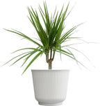 Live Dracaena Marginata, Easy House Plant Decor in 6" White Pot, Dragon Tree, Real Office Plants, Decorative Gifts by Plants for Pets