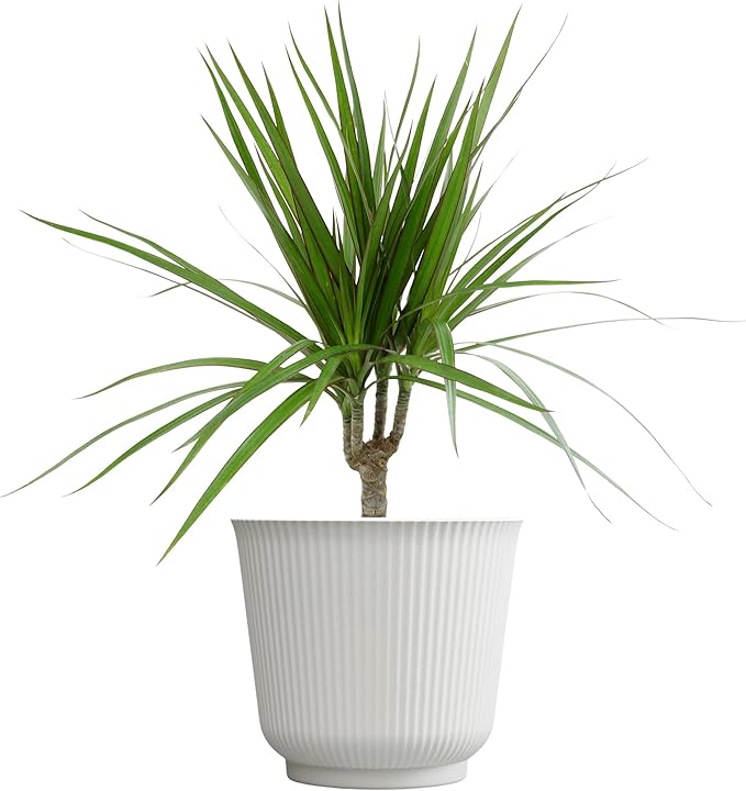 Live Dracaena Marginata, Easy House Plant Decor in 6" White Pot, Dragon Tree, Real Office Plants, Decorative Gifts by Plants for Pets