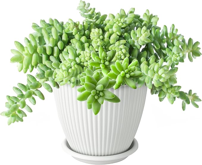 Sprout N Green Donkey's Tail with 4" White Stripe Pot, Live Sedum Morganianum-Burro's Tail Succulent with Soil, House Plant for Home Office Wedding Indoor Outdoor Decoration, DIY Projects, Party Favor