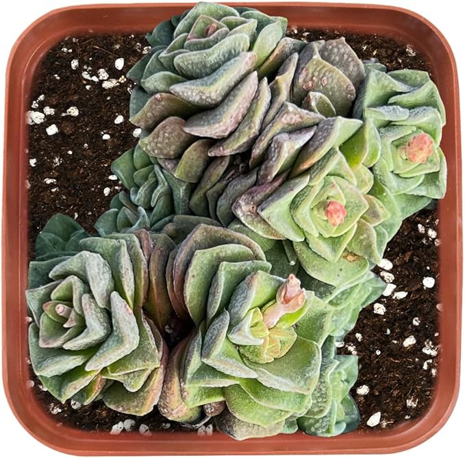 Sprout N Green Crassula 'Dorothy', Live Succulent Plant Fully Rooted in 2" Pot, Home Office Indoor Outdoor Wedding Decoration DIY Projects Party Favor, Easy to Care