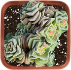 Sprout N Green Crassula 'Dorothy', Live Succulent Plant Fully Rooted in 2" Pot, Home Office Indoor Outdoor Wedding Decoration DIY Projects Party Favor, Easy to Care