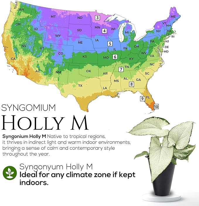 Syngonium Holly M (4 Pack) Live Starter Plants, Variegated Arrowhead Vine Houseplants, Easy Care Indoor Tropical Plants Live, Decorative Foliage Plants