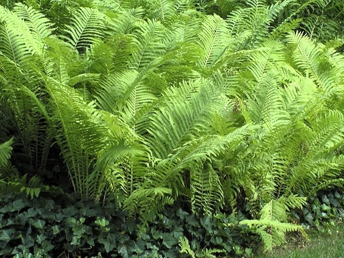 Greenwood Nursery: Live Perennial Plants - Ostrich Fern + Matteuccia Struthiopteris - [Qty: 2X Pint Pots] - (Click for Other Available Plants/Quantities)