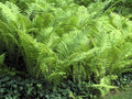 Greenwood Nursery: Live Perennial Plants - Ostrich Fern + Matteuccia Struthiopteris - [Qty: 2X Pint Pots] - (Click for Other Available Plants/Quantities)