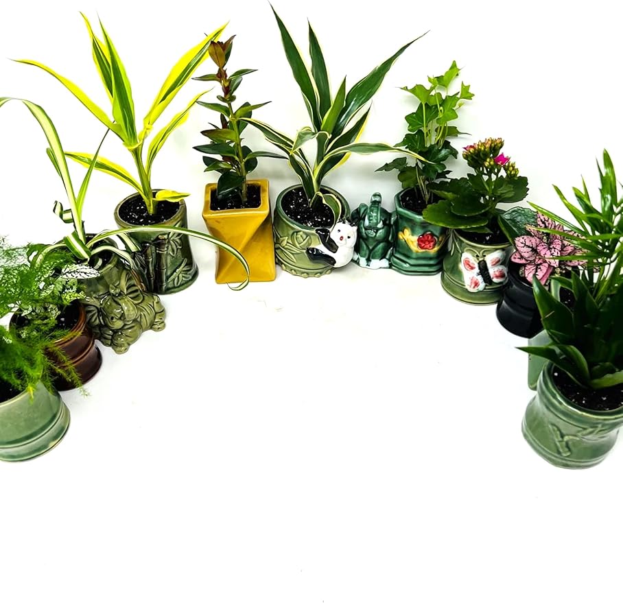 Easy to Care Plant Collection- 3 Plants 2'' Ceramic pots -Live Houseplants