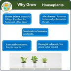 3PK Peperomia obtusifolia in 4” Decor Pots, Baby Rubber Plant, Live Indoor houseplant, Air Purifier, Pets Friendly, Foliage Plant, Succulent