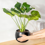 vancasso 3-Pack Ceramic Plant Pots, 7.3/9.6/11.6 Inch Indoor Planters with Saucers & Drainage Hole Planter pots for Indoor Plants and Flower, Black