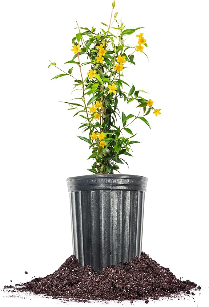 Perfect Plants Yellow Carolina Jessamine 1 Gallon | Live Shrub for Gardens | Fragrant Spring Blooms