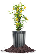 Perfect Plants Yellow Carolina Jessamine 1 Gallon | Live Shrub for Gardens | Fragrant Spring Blooms