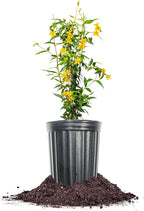 Perfect Plants Yellow Carolina Jessamine 1 Gallon | Live Shrub for Gardens | Fragrant Spring Blooms