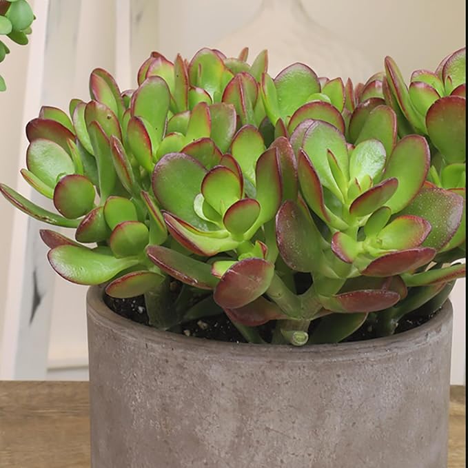 Altman Plants Live Jade Plant Collection (4PK), Classic Jade Plants in 2.5" Pots, Mini Succulents, Sunset Jade, Live Succulents, Crassula Ovata, Variegated Live Plants & House Plants in Succulent Soil